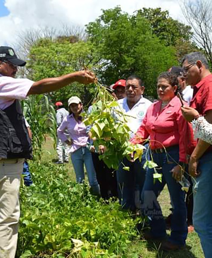 variedad de frijol