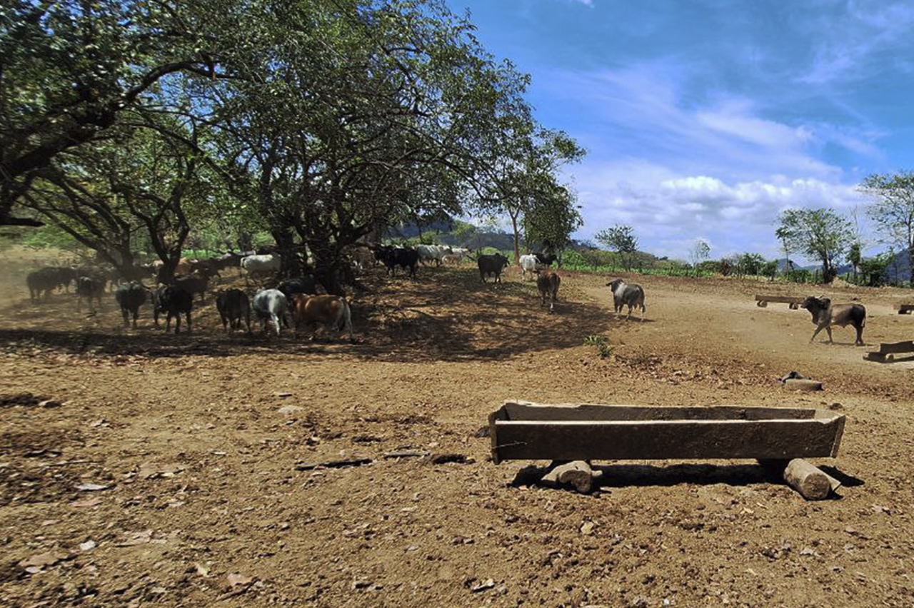 Novillos de engorde en el centro de apoyo académico y desarrollo tecnológico
