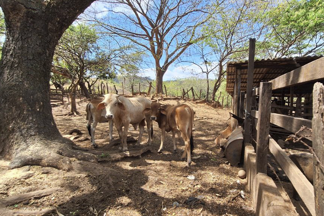 Novillos de engorde en el centro de apoyo académico y desarrollo tecnológico