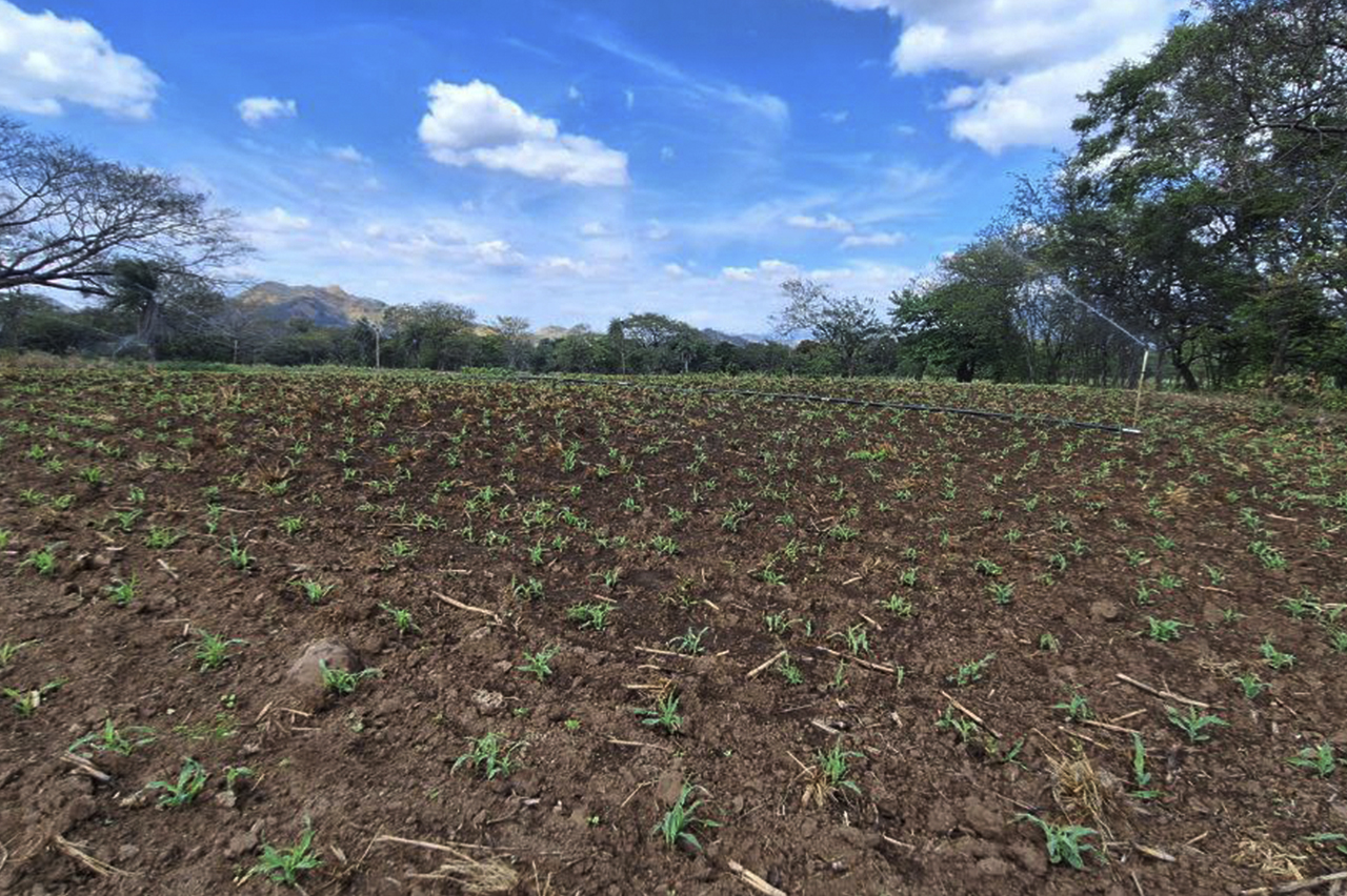 Novillos de engorde en el centro de apoyo académico y desarrollo tecnológico
