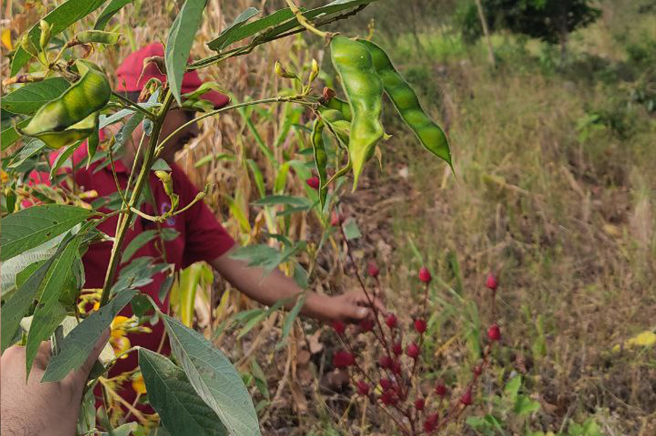Productor de frijoles verdes
