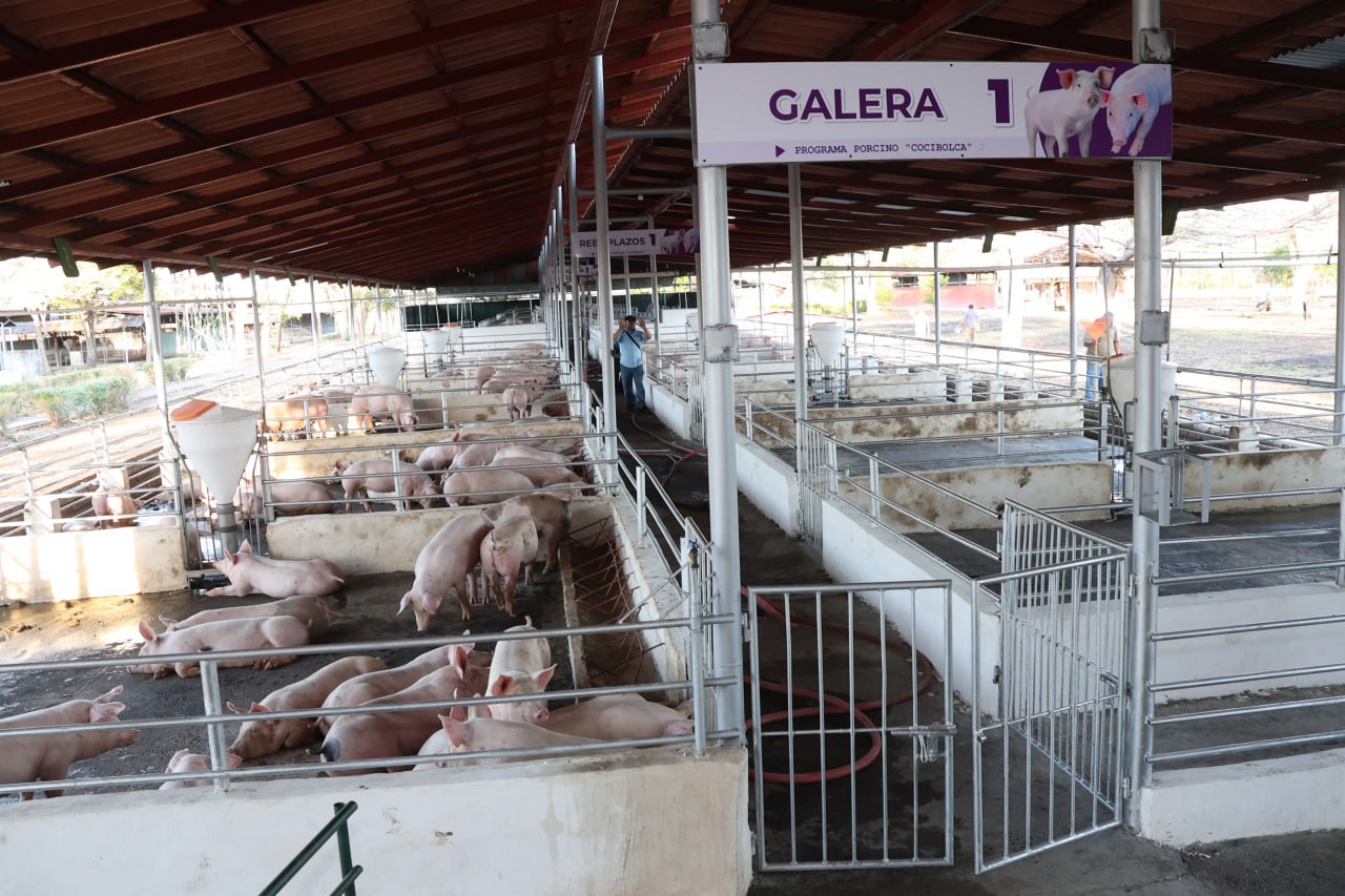 Galeras del Programa Porcino Cocibolca