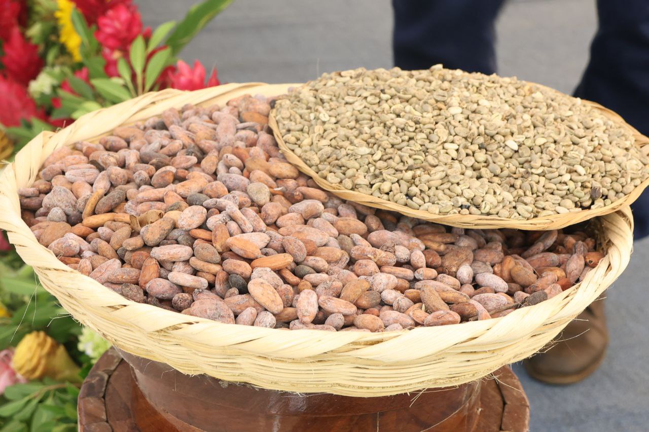 Grano de cacao mejorado