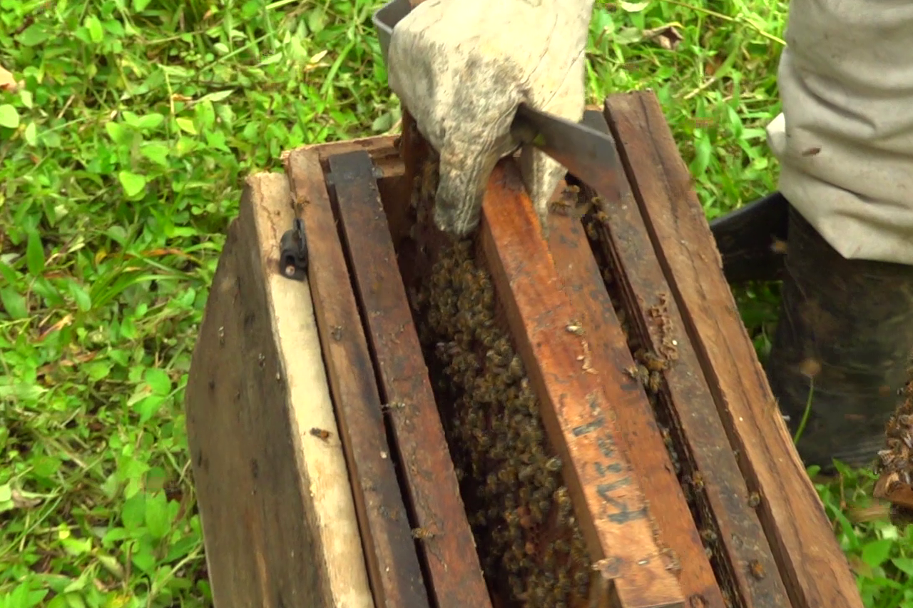 Cría de abejas reinas