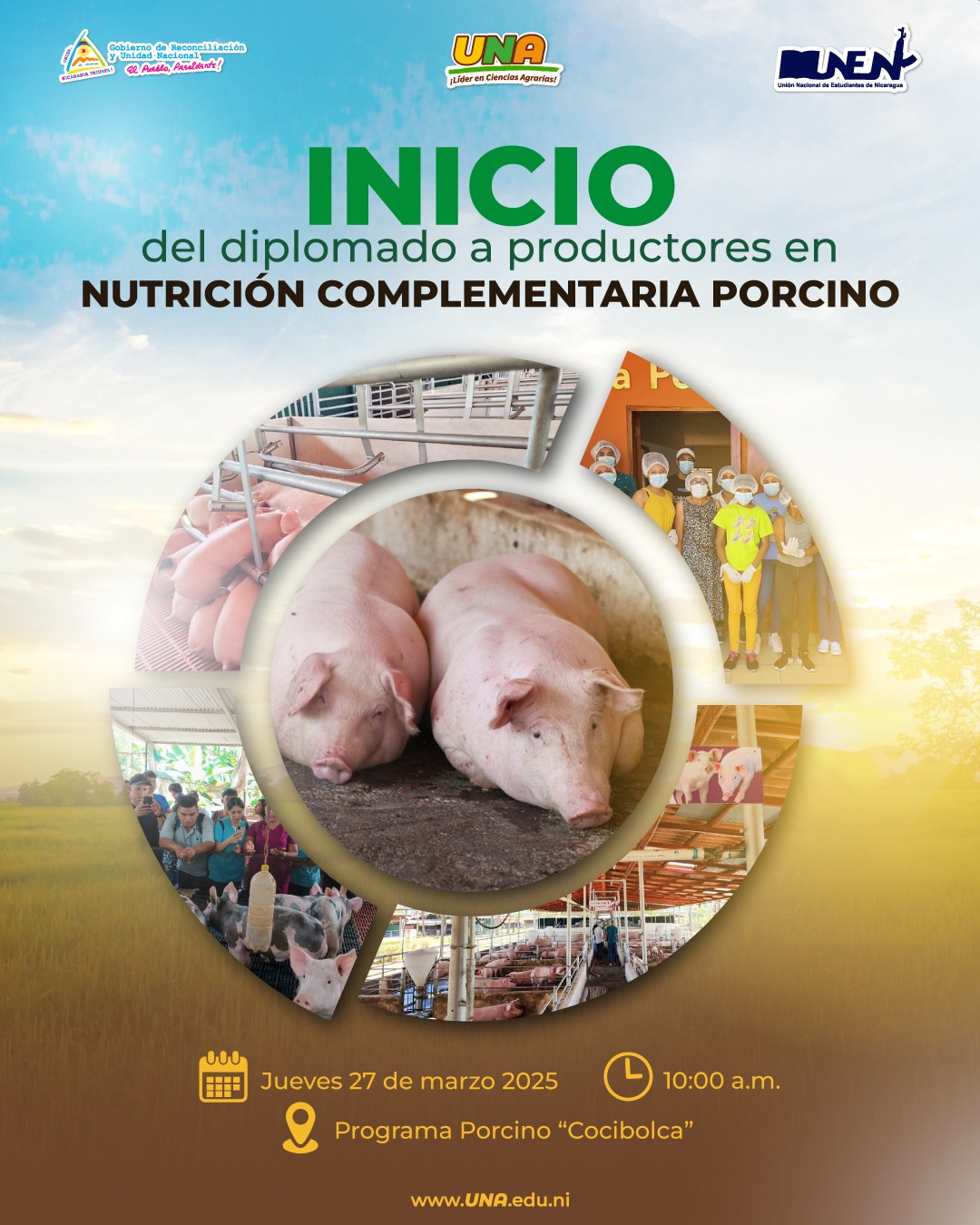 Nutricion complementario porcino